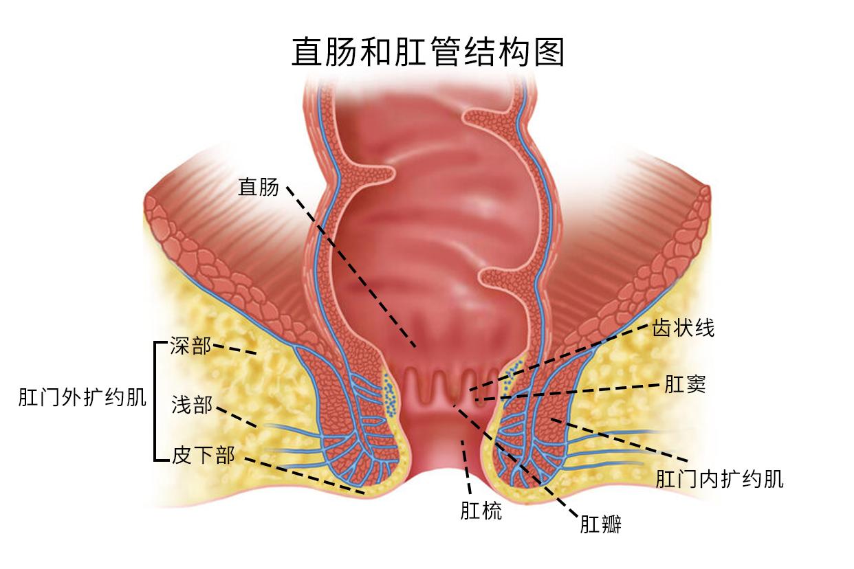 直肠和肛管结构图（直肠和肛管解剖图）