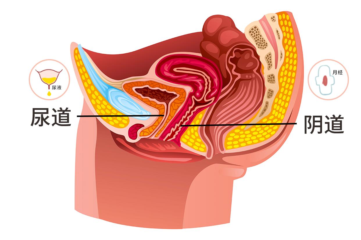 尿道和月经的图解 尿道和月经的位置