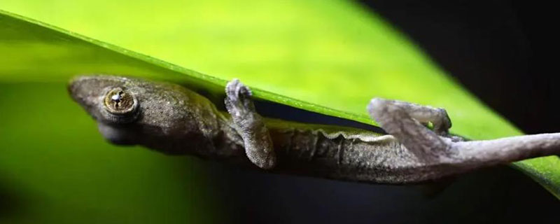 壁虎是否可以在水上漂浮 壁虎能在水里游吗