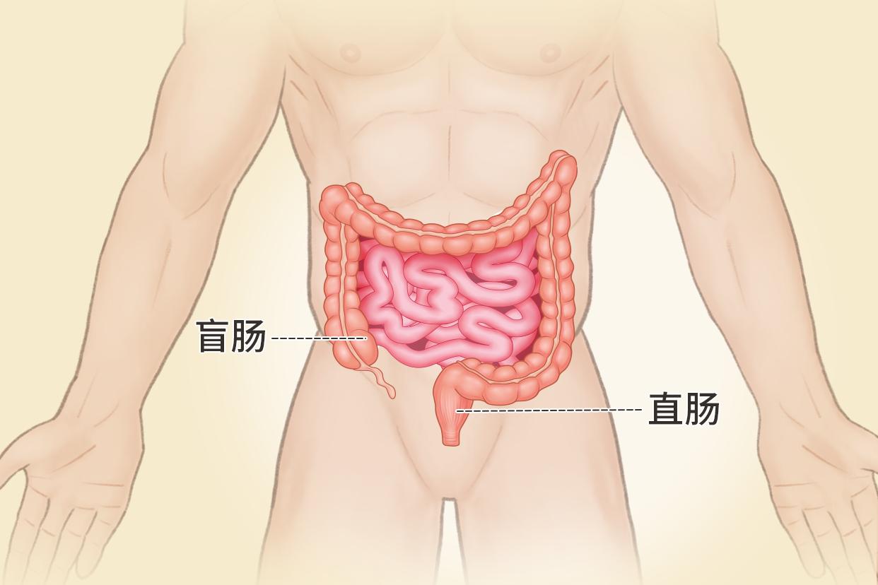 直肠盲肠位置图片（直肠盲肠位置图片高清）
