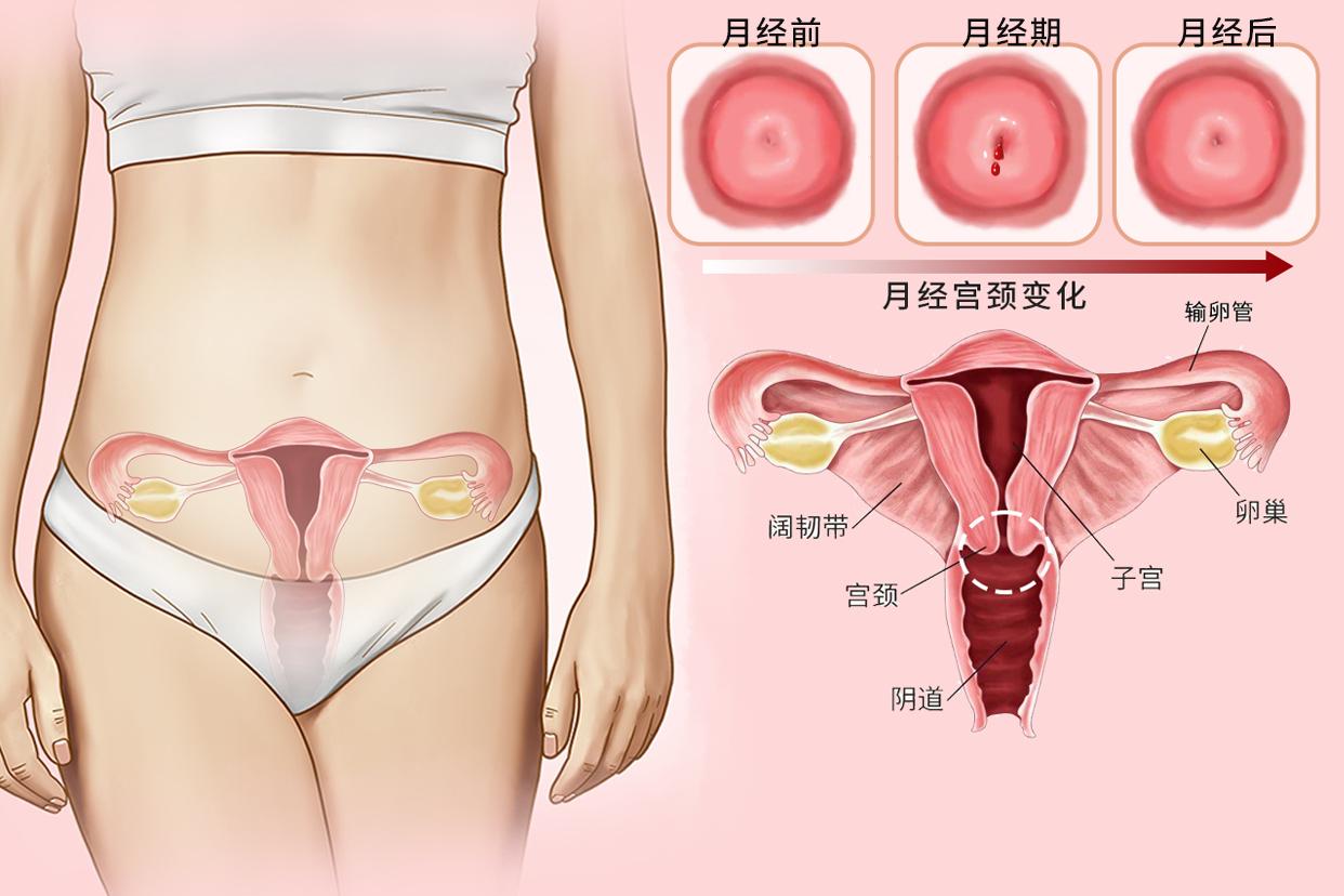 女23岁月经宫颈变化图（女23岁月经周期规律）
