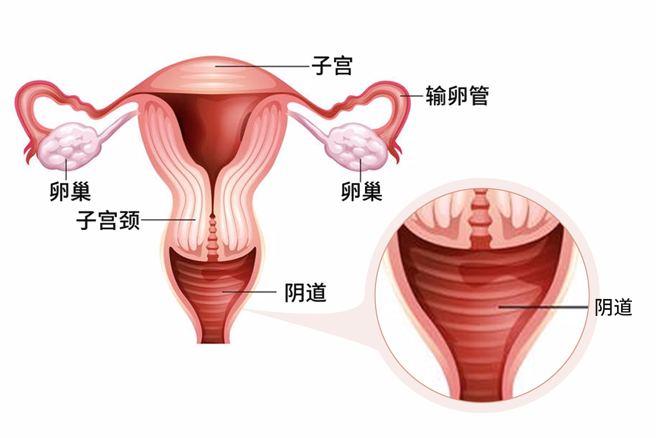 阴道清晰图片