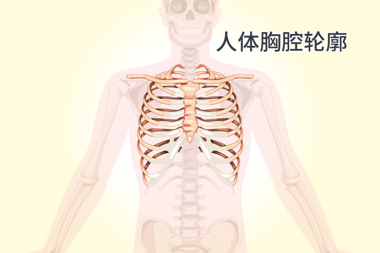 人体胸腔轮廓尺寸图（人体胸腔绘画）