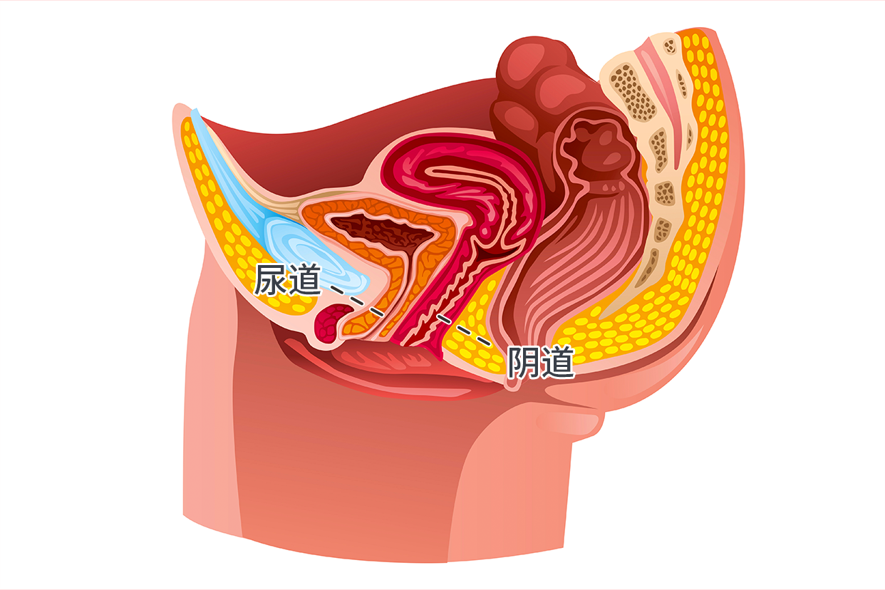 阴道和尿道解剖图