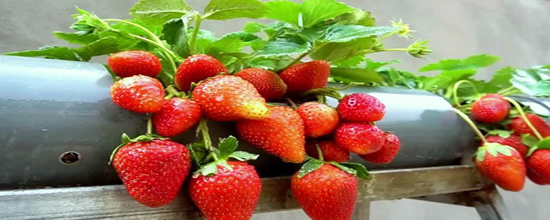 奶油草莓怎么种植 奶油草莓怎么种植种子