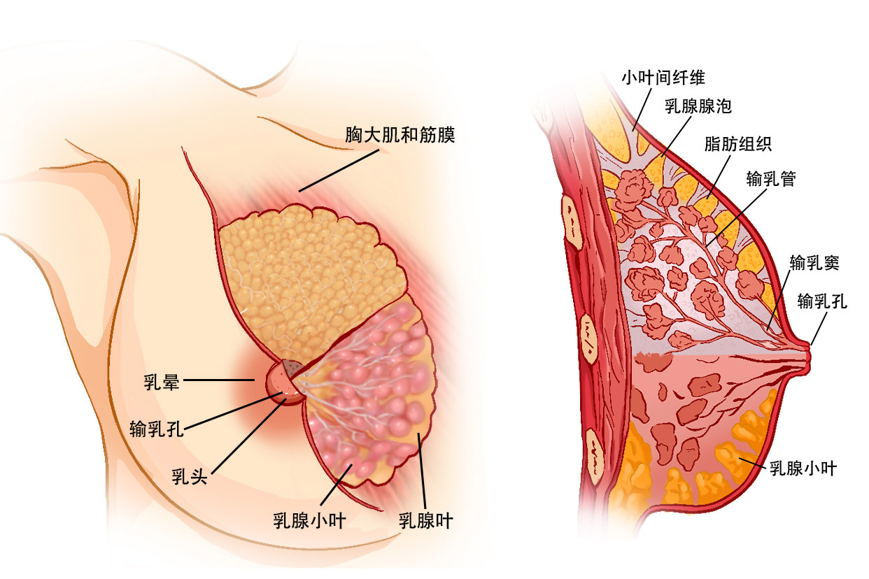 女性胸部结构图部位名称