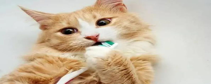 怎样为猫咪刷牙