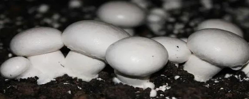 白色的蘑菇叫什么（长条白色的蘑菇叫什么）