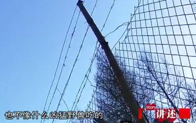 2009年，河北保护区138只梅花鹿被害，神秘真凶被学校师生擒获
