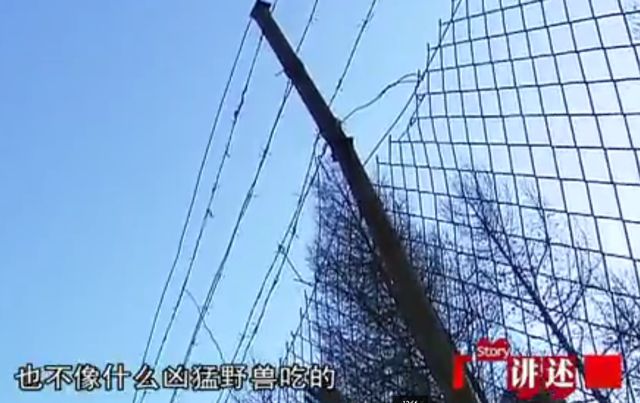 2009年，河北保护区138只梅花鹿被害，神秘真凶被学校师生擒获