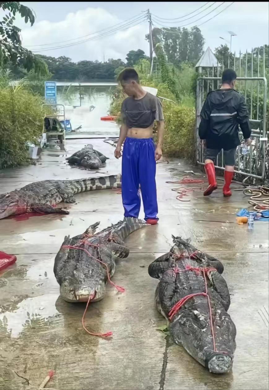 茂名农业农村局回应“70多条鳄鱼出逃”：已抓回部分，击毙的和电击的都有