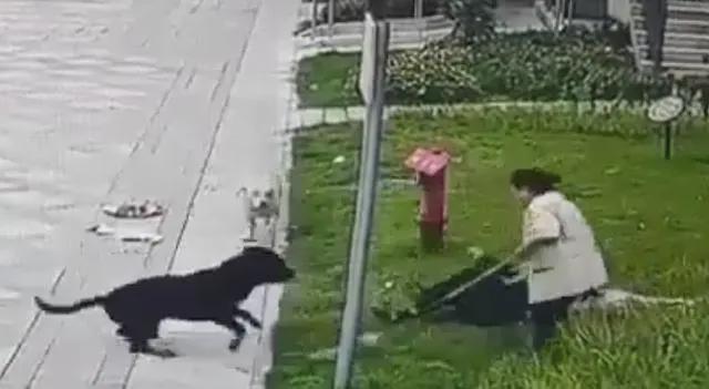 中国最大罗威纳犬舍遭网友攻击 最大的罗威纳犬