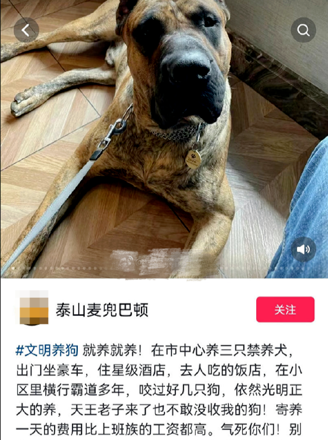 男子炫耀济南市中心养烈性犬（济南郊区可以养烈性犬吗）