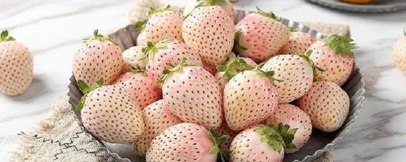 白色的草莓叫什么草莓
