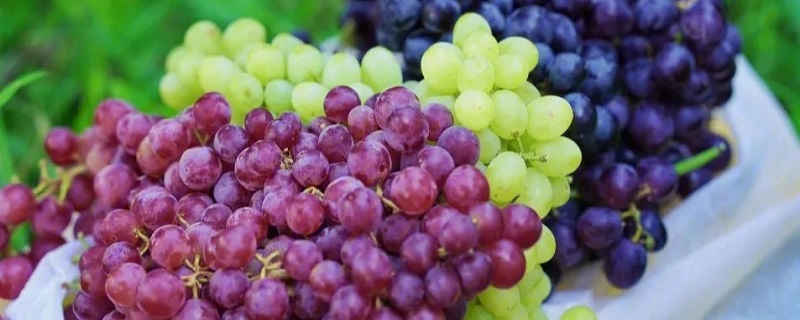 葡萄和什么一样大小 葡萄和什么一样大小不同