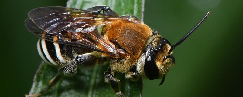 切叶蜂和樵叶蜂有什么区别（切叶蜂和樵叶蜂有什么区别图片）