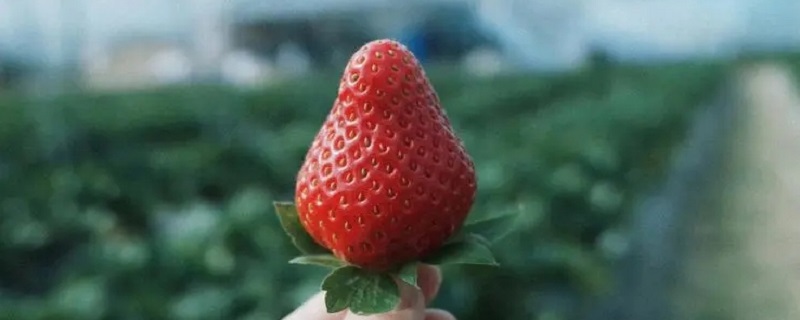 草莓要洗吗 超市买的草莓要洗吗