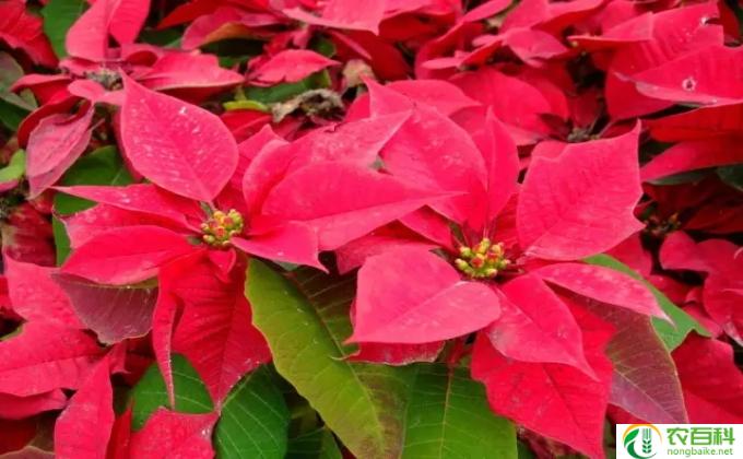 一品红怎么样（一品红怎么样养活）