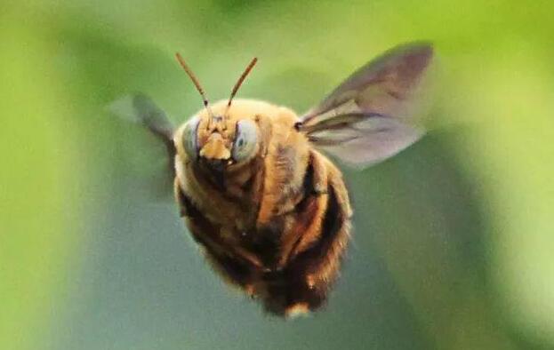 蛀木蜂最佳消灭方法（蛀木蜂图片）