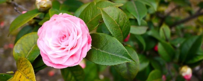 学生送的花可以送人吗 学生送的花可以送人吗女生
