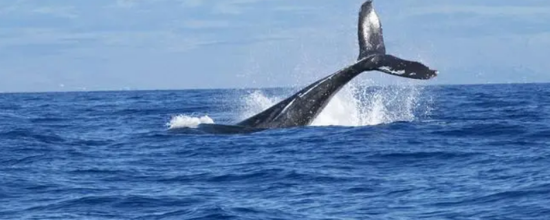 大西洋鲸鱼繁殖在哪里 大西洋的鲸鱼