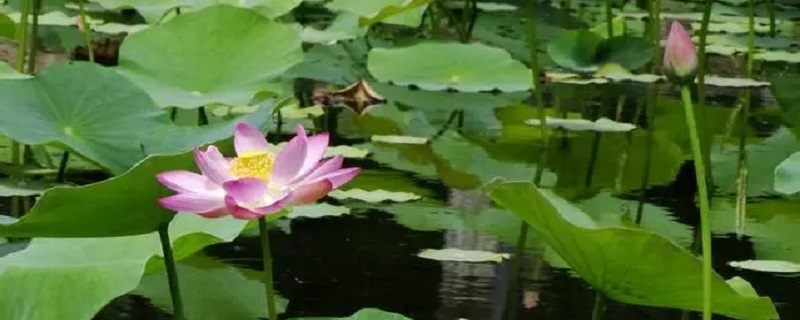 夏天是什么的季节 夏天是什么的季节小练笔