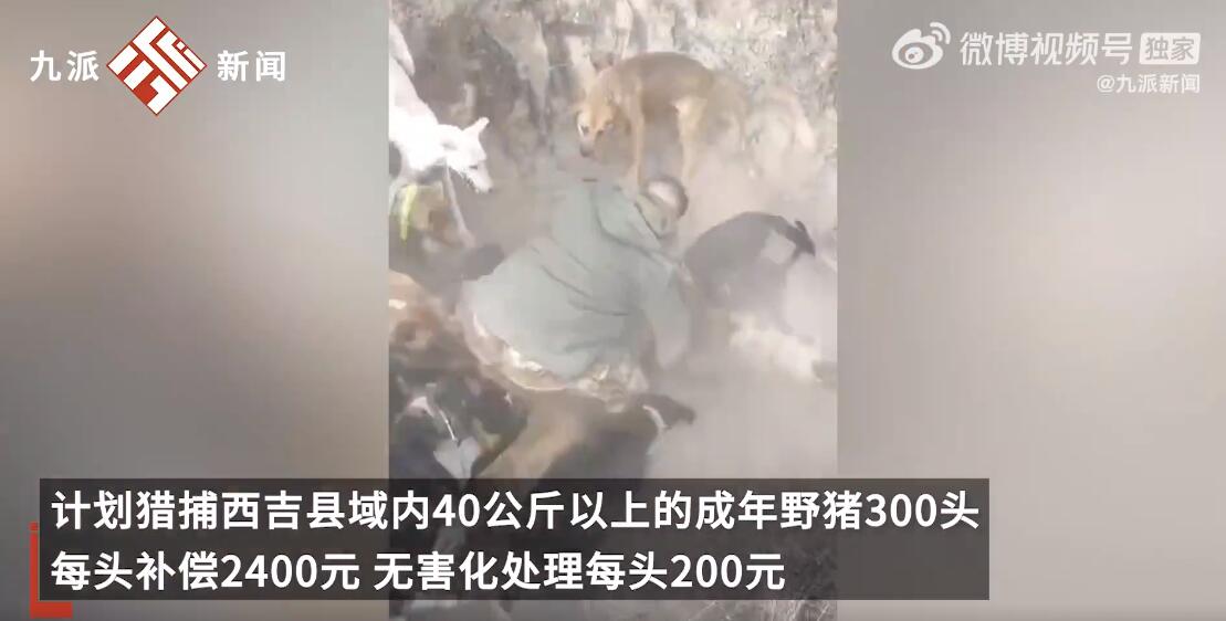 每头野猪悬赏2400 一头野猪能杀多少斤肉